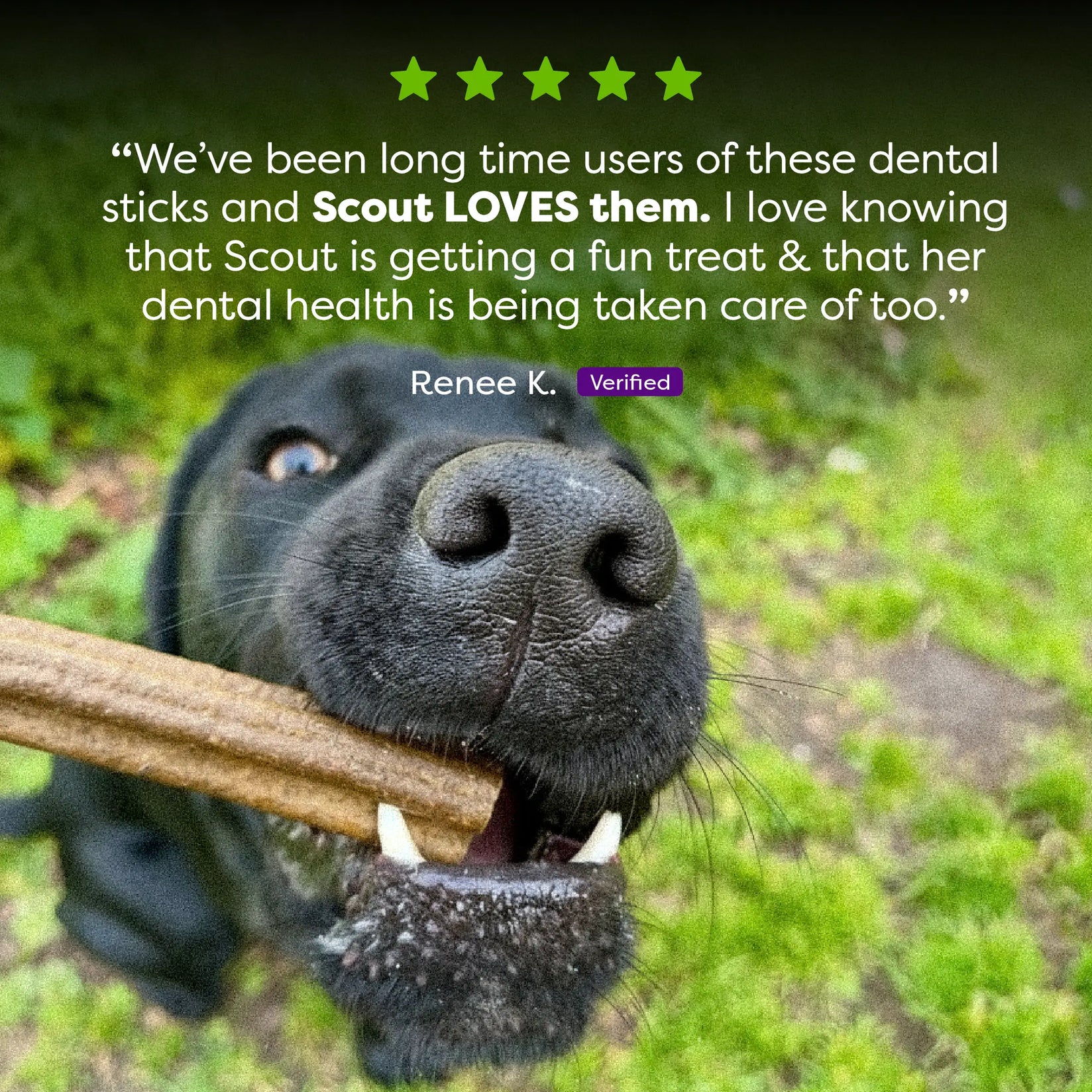 Adult Dog Dental Sticks - Chicken, Mint and Seaweed