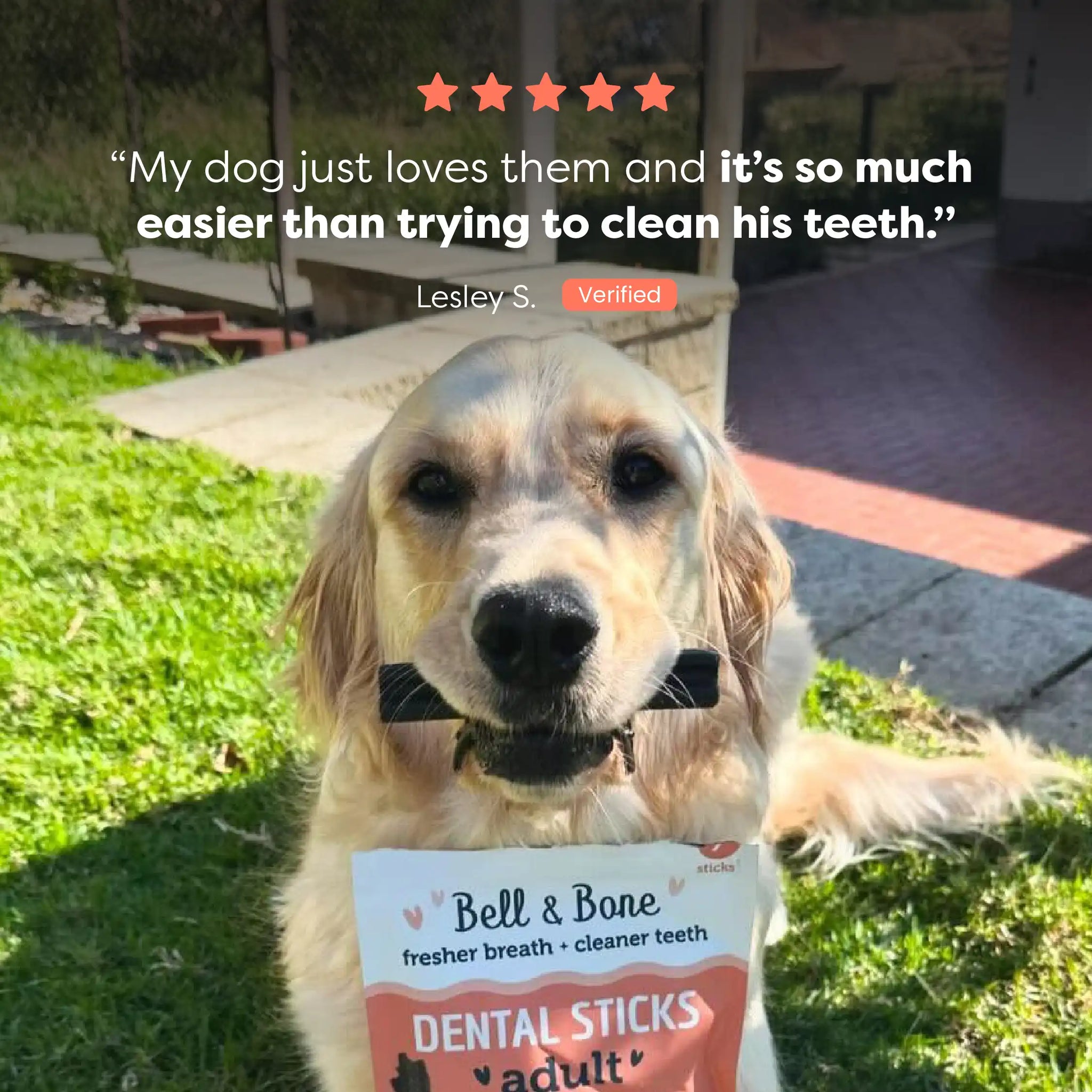 Adult Dog Dental Sticks - Salmon, Mint and Charcoal
