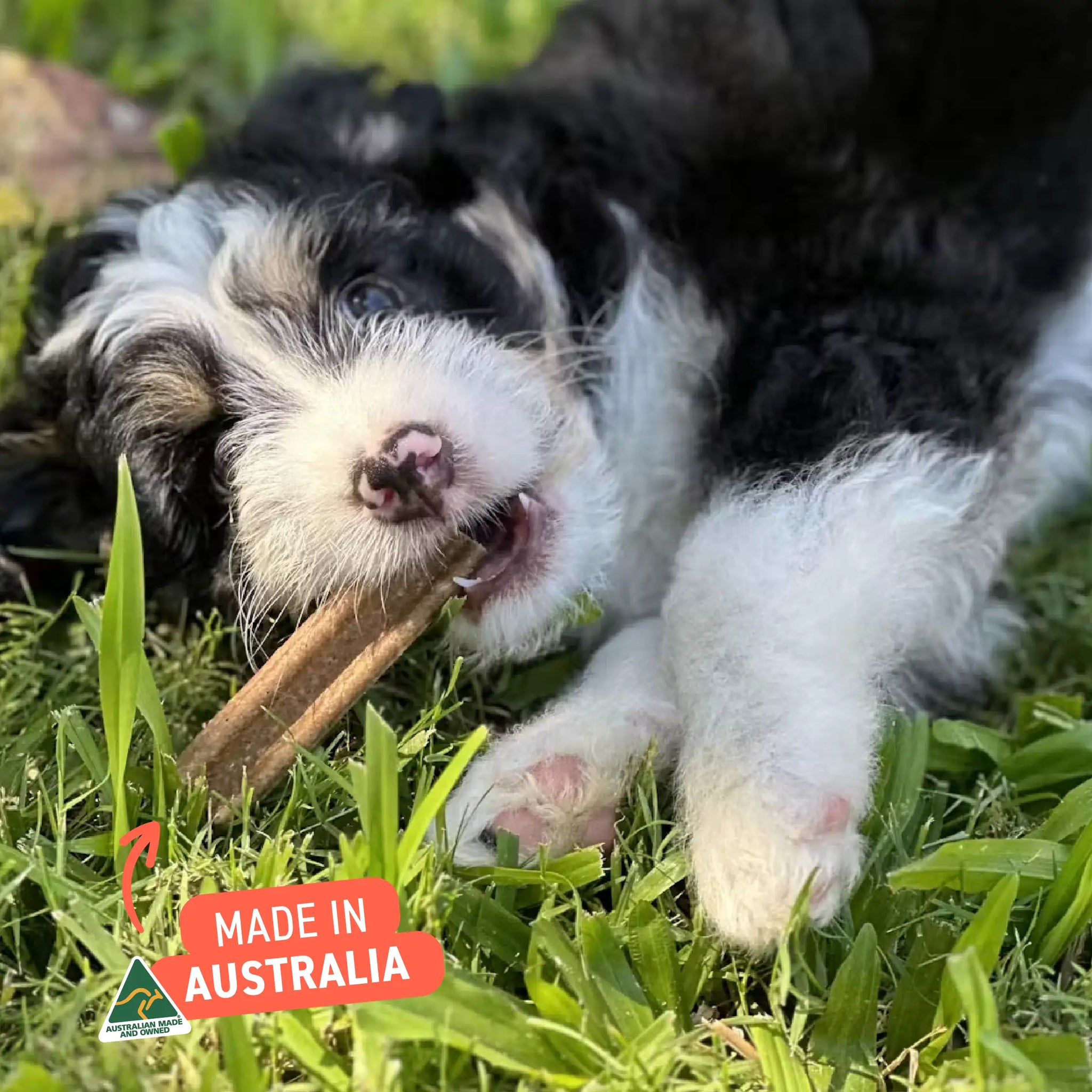 Puppy Dental Chews - Salmon and Carrot