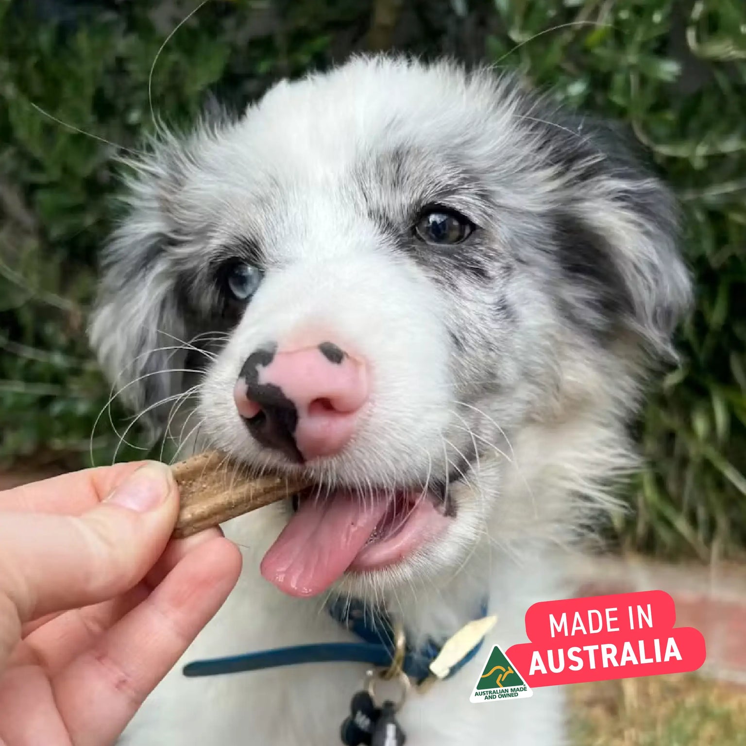 Puppy Dental Chews - Beef and Coconut