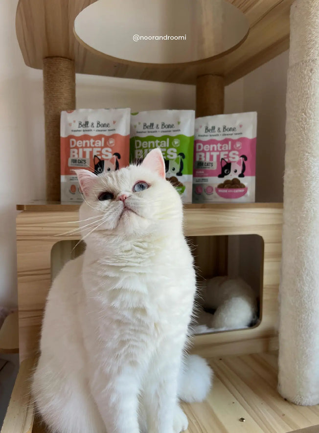 How long can a cat go without eating?