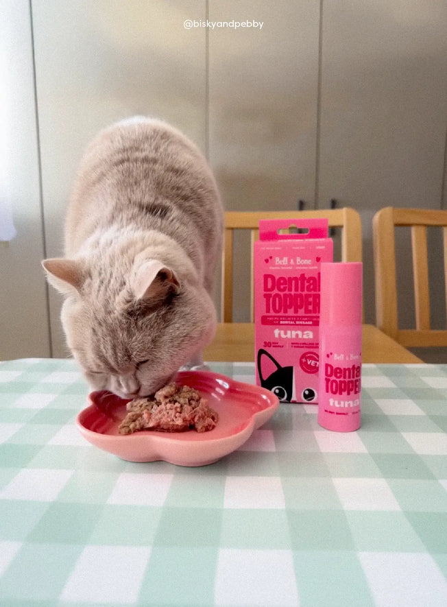 Why do cats like chicken more than cat food?