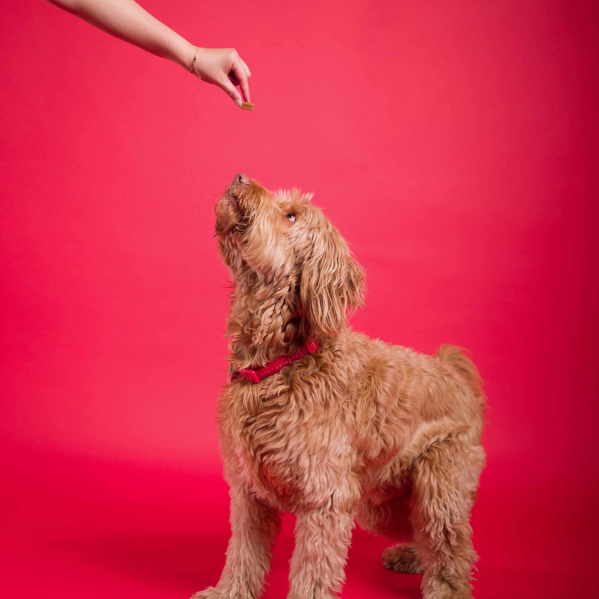 Dog Healthy Treats: Beef & Turmeric for joint and mobility booster