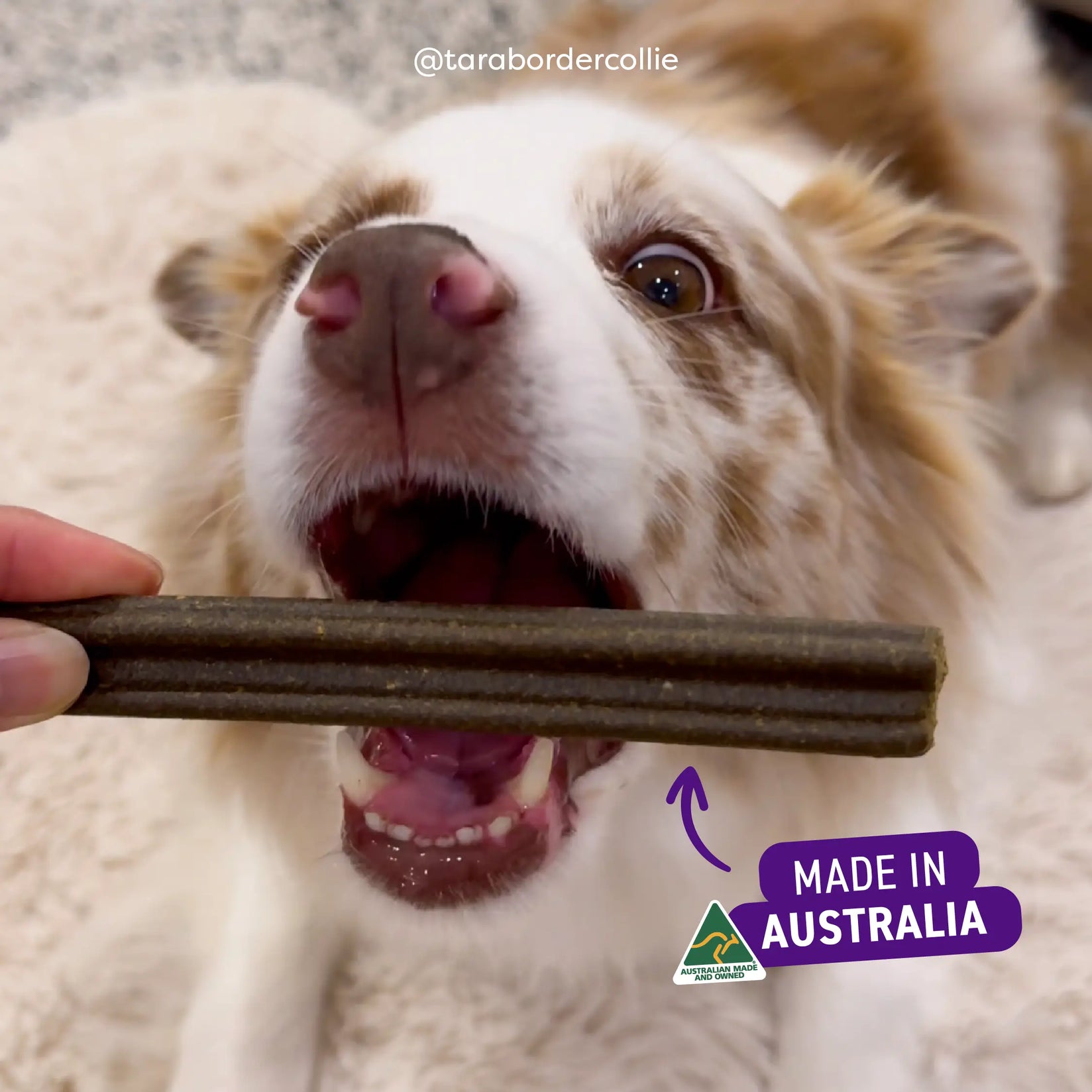 Adult Dog Dental Sticks - Kangaroo, Mint and Turmeric