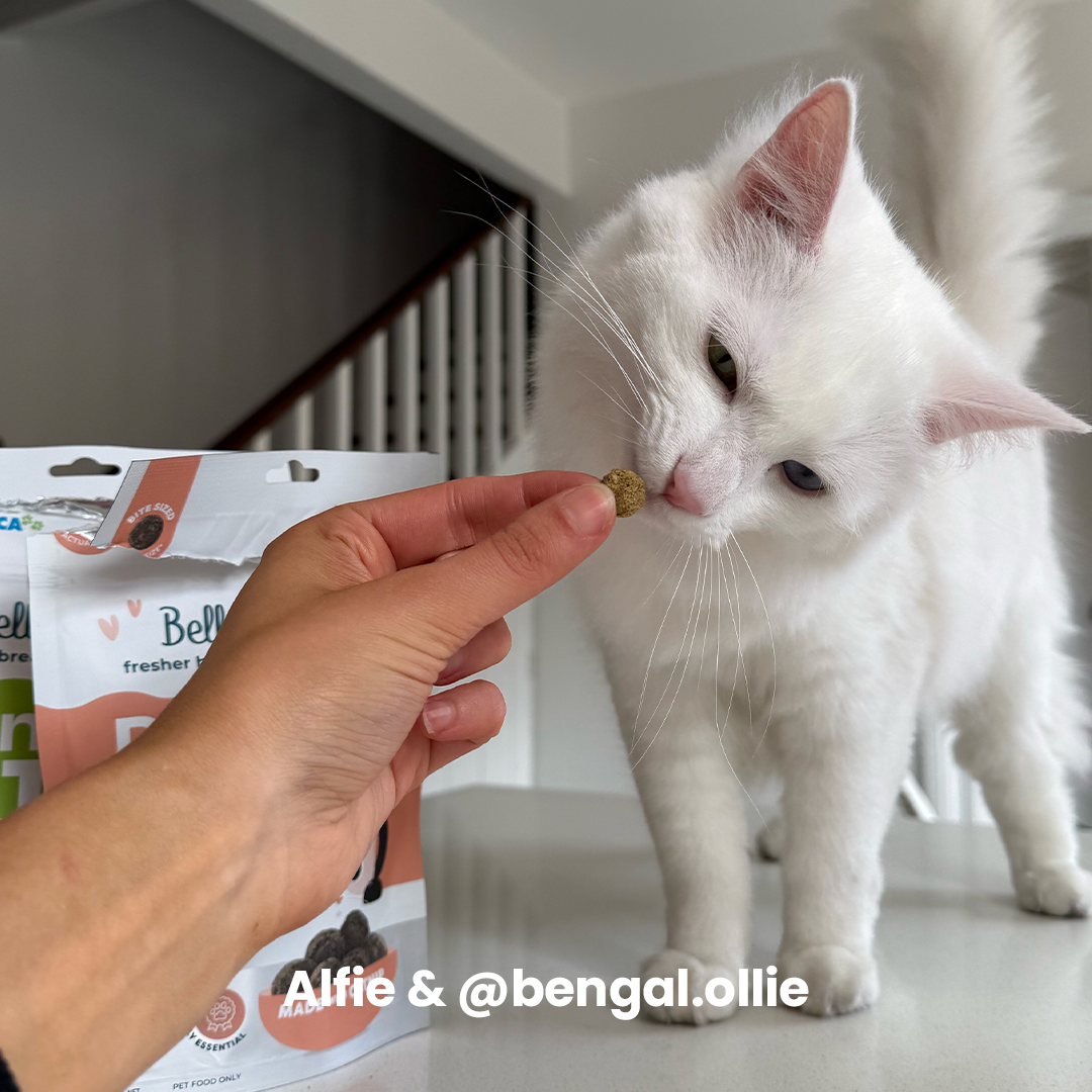 Adult Cat Dental Bites - Tuna with Spirulina