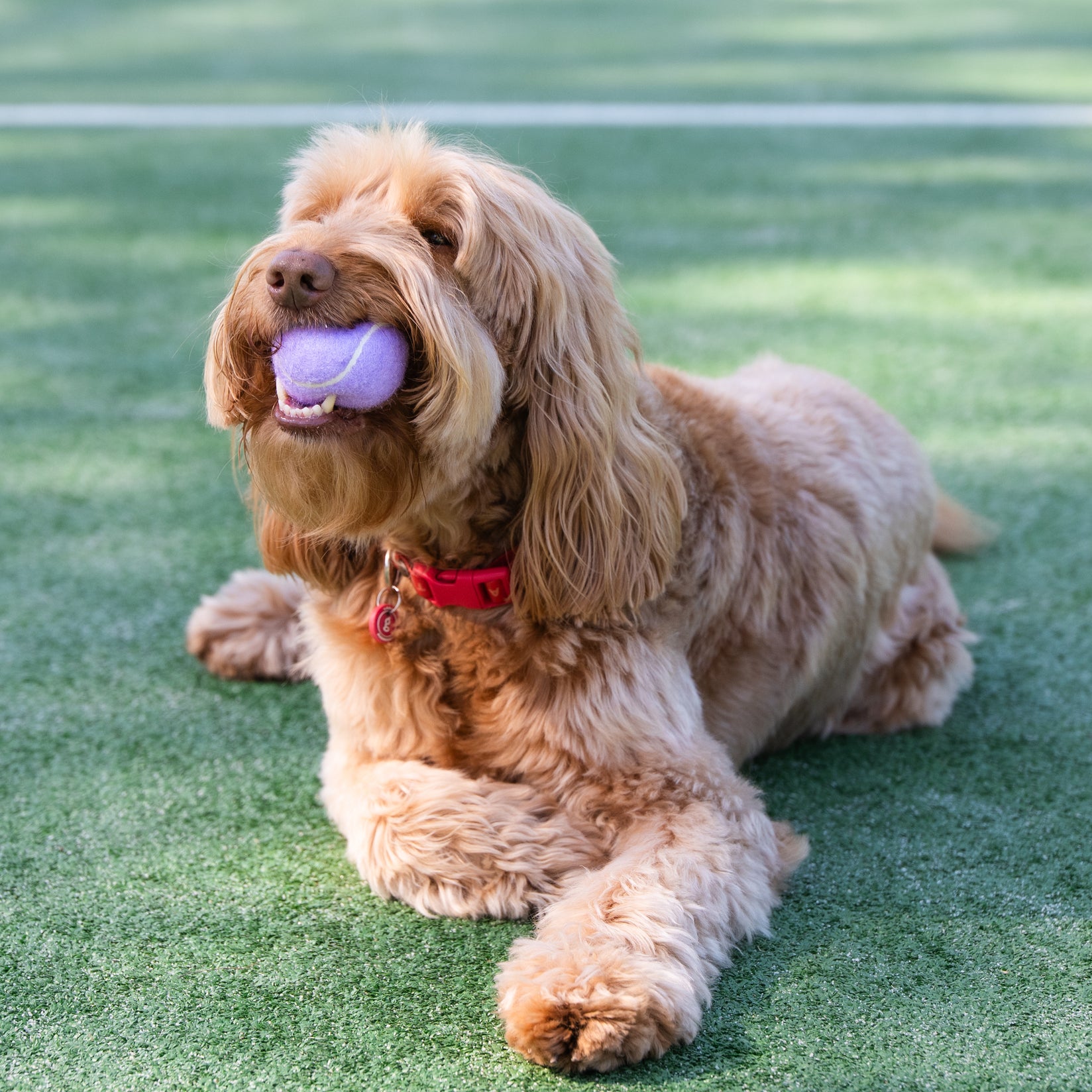 Dog Tennis Ball Holder Set