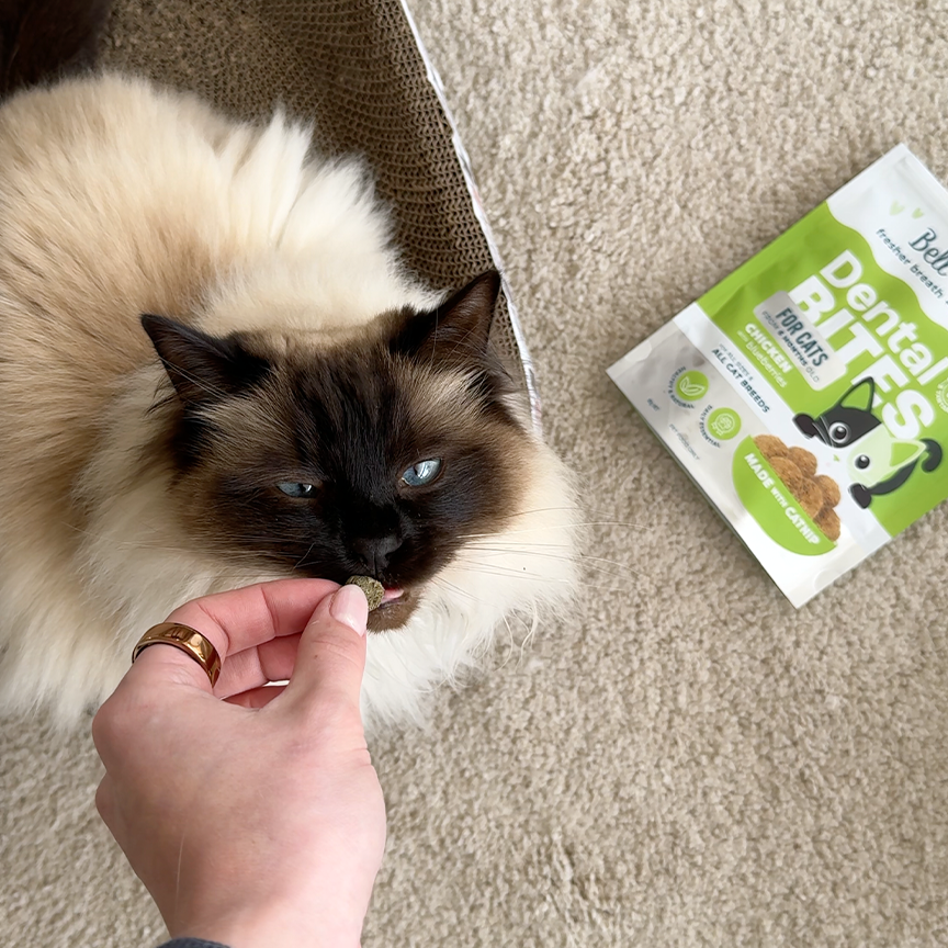 Adult Cat Dental Bites - Chicken with Blueberry