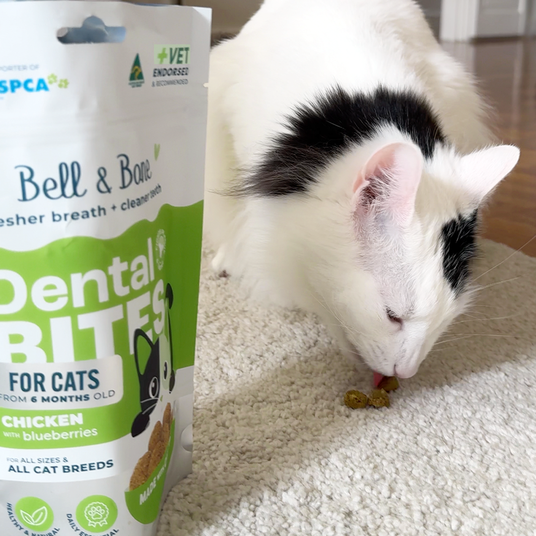 Adult Cat Dental Bites - Chicken with Blueberry